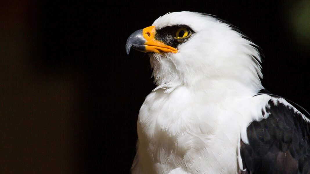 Águila viuda