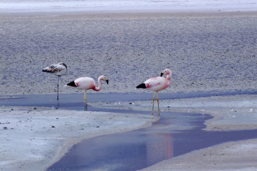 flamencos andinos