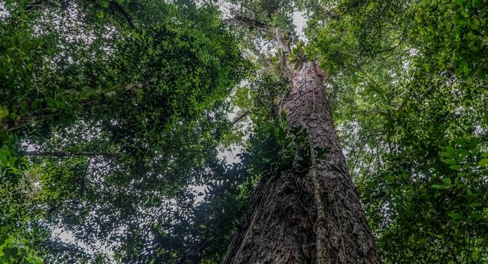 Arbol más alto del Amazonas