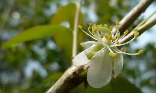 Biodiversidad