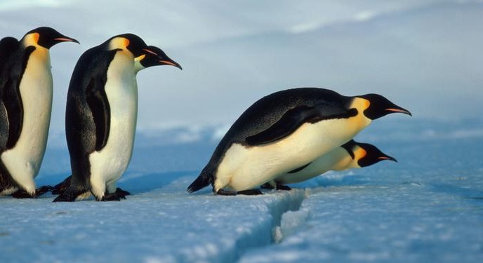 pingüino emperador