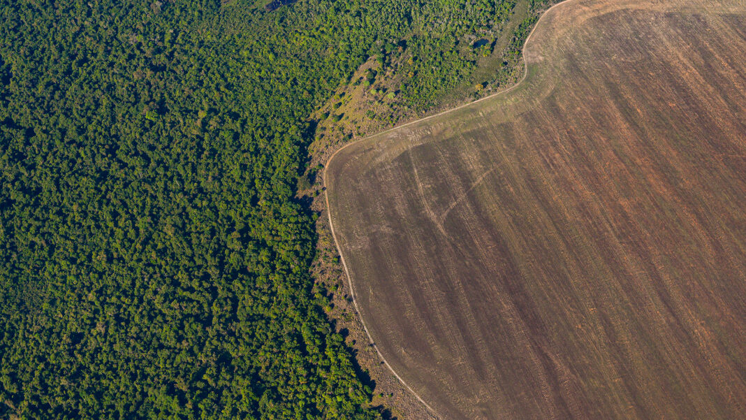 La deforestación del Amazonas