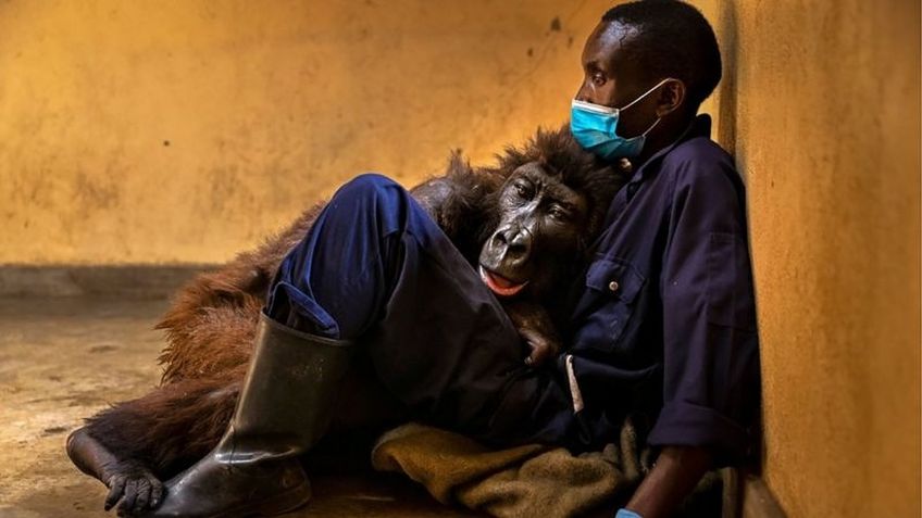 premio Fotógrafo de la Vida Silvestre 2022