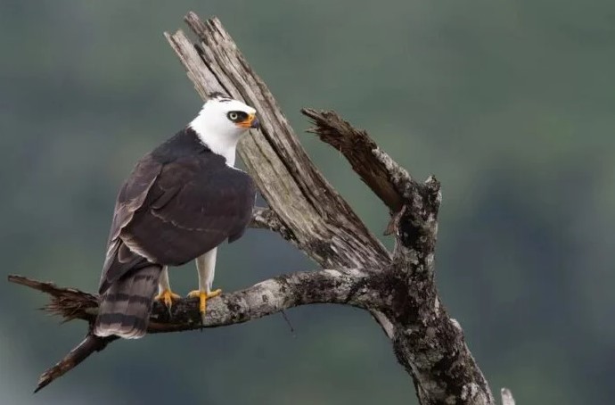 Águila Viuda