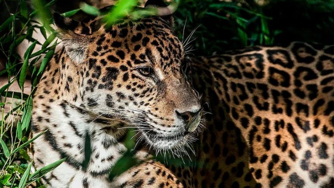 Día Mundial del Yaguareté