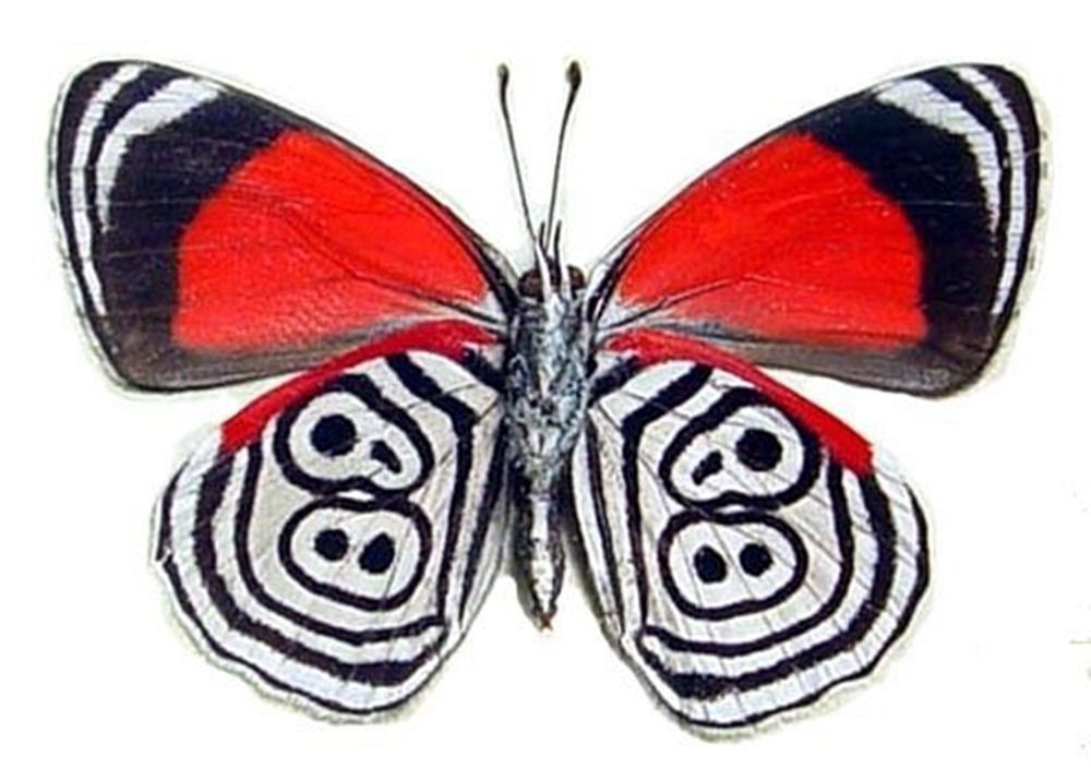 Mariposas