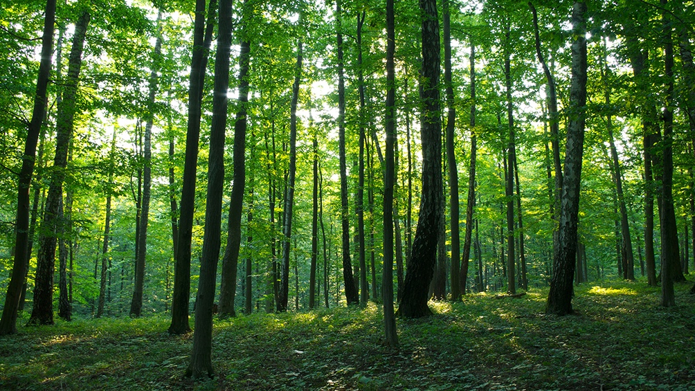 Bosque Atlántico