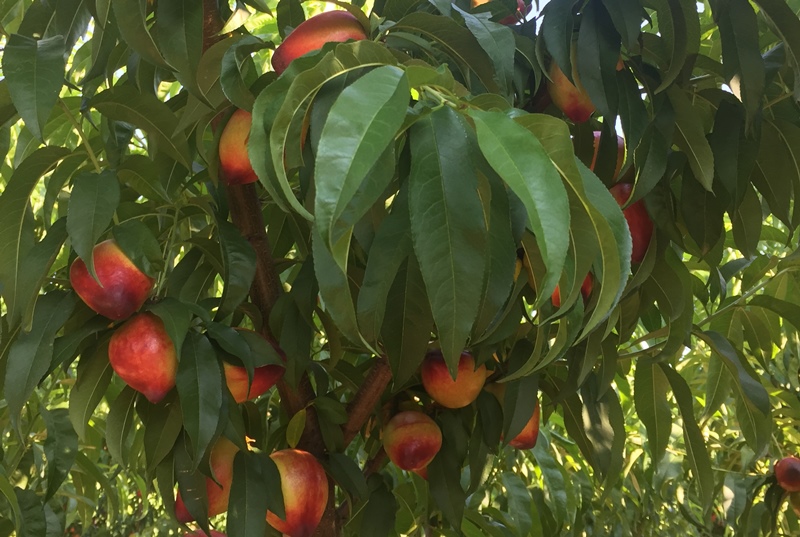 cosecha de frutos urbanos