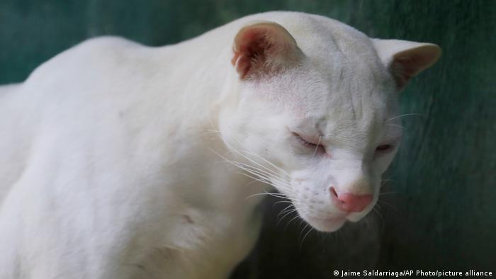 ocelote albino