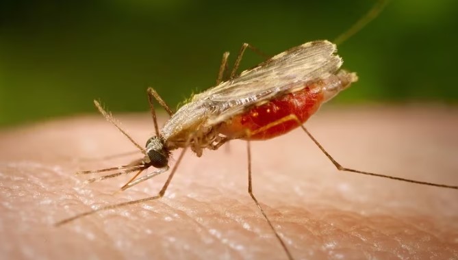 malaria