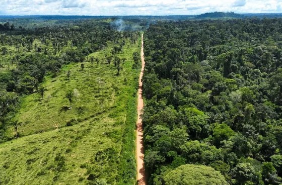 bosques per cápita