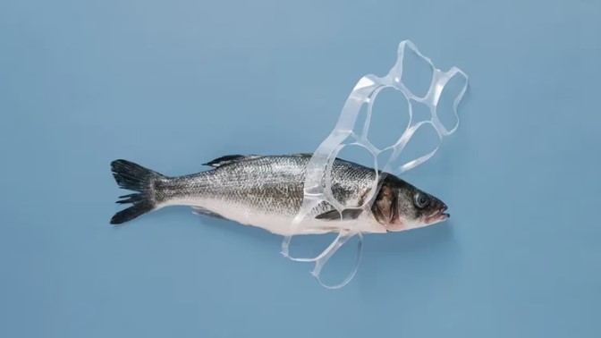 Plásticos en el Mar Argentino