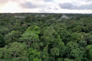 Día del Árbol 2025: por qué los bosques son esenciales en la lucha contra el cambio climático