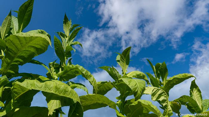 sonidos que emite una planta por estrés