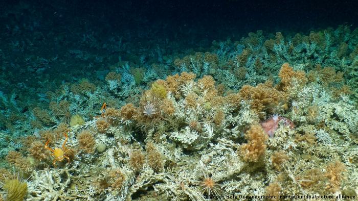 arrecife de coral virgen