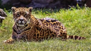 Misiones se une a red trinacional para proteger al yaguareté y promover la convivencia con grandes felinos