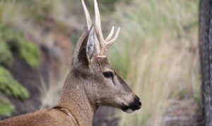 Huemul