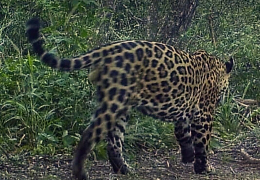 Parque Nacional Río Pilcomayo: registran un yaguareté