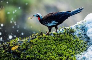 Semana de la Biodiversidad en Puerto Iguazú