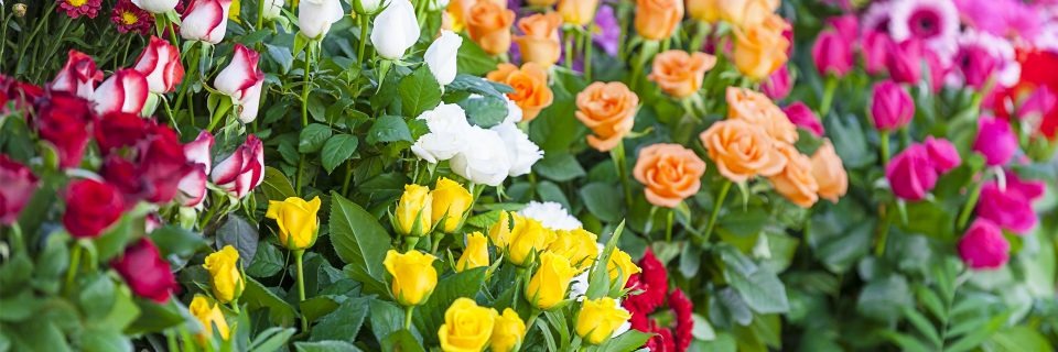 Misiones impulsa la floricultura