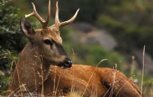 Celebran un nuevo nacimiento de huemul en Chubut: esperanza para una especie en peligro crítico