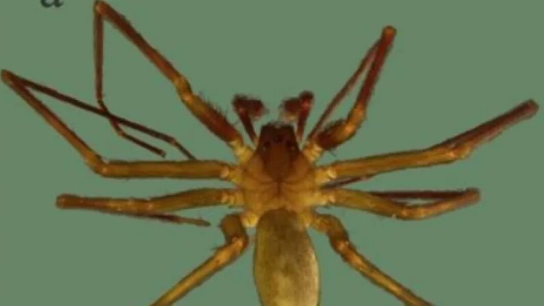Araña exótica encontrada en Sevilla
