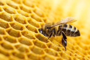 Abejas