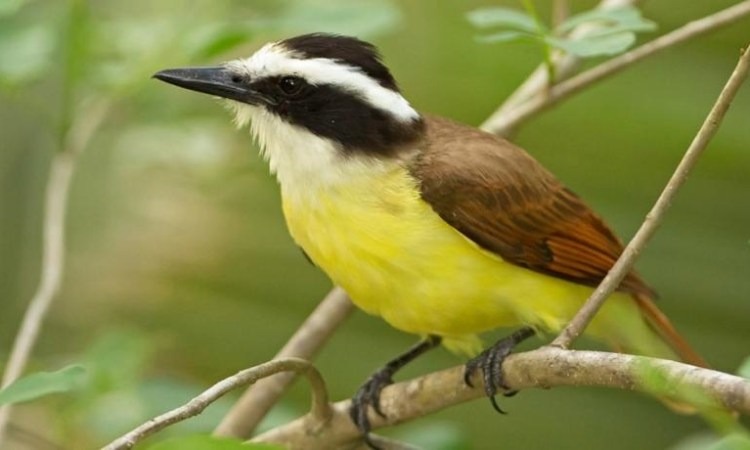 Aves en Argentina - Biodiversidad