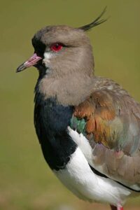 Aves en Argentina - Biodiversidad