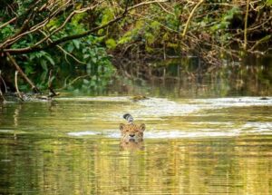 Sergio Moya, el influencer que retrata la biodiversidad misionera y su histórico encuentro con un yaguareté en el río Urugua-í