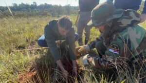 Restauración de los pastizales del Teyú Cuaré: una acción estratégica para conservar la biodiversidad única de Misiones