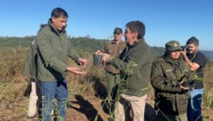 Restauración de los pastizales del Teyú Cuaré: una acción estratégica para conservar la biodiversidad única de Misiones