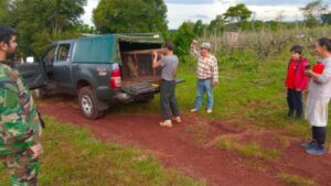 Rescatan y liberan a un margay en Misiones