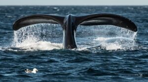Vuelven las gigantes del sur: las aguas del Golfo Nuevo se llenan de vida con el regreso de las ballenas francas australes
