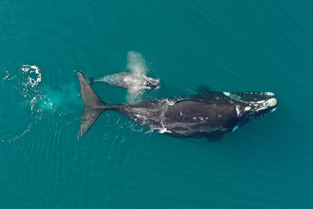Vuelven las gigantes del sur: las aguas del Golfo Nuevo se llenan de vida con el regreso de las ballenas francas australes