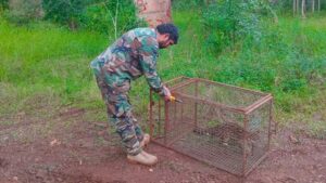 Rescatan y liberan a un margay en Misiones