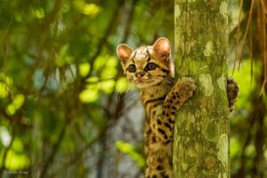 Rescatan y liberan a un margay en Misiones