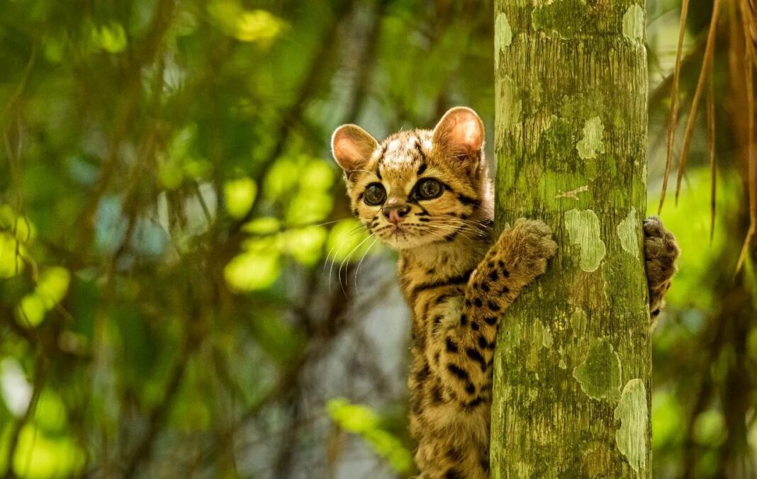 Rescatan y liberan a un margay en Misiones