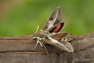 El rol clave de las polillas en la polinización y conservación ecológica nocturna