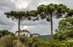 Misiones lanza certamen literario sobre árboles y biodiversidad