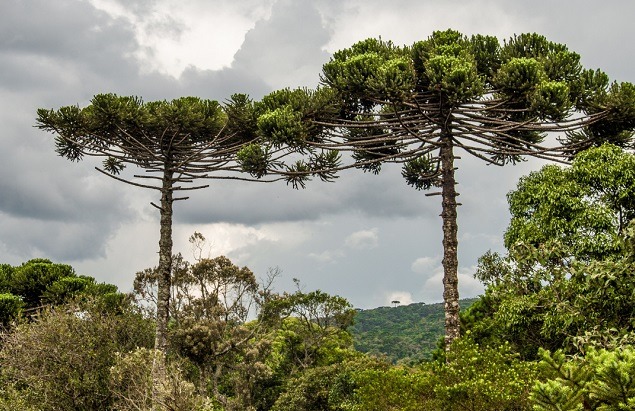 Misiones lanza certamen literario sobre árboles y biodiversidad
