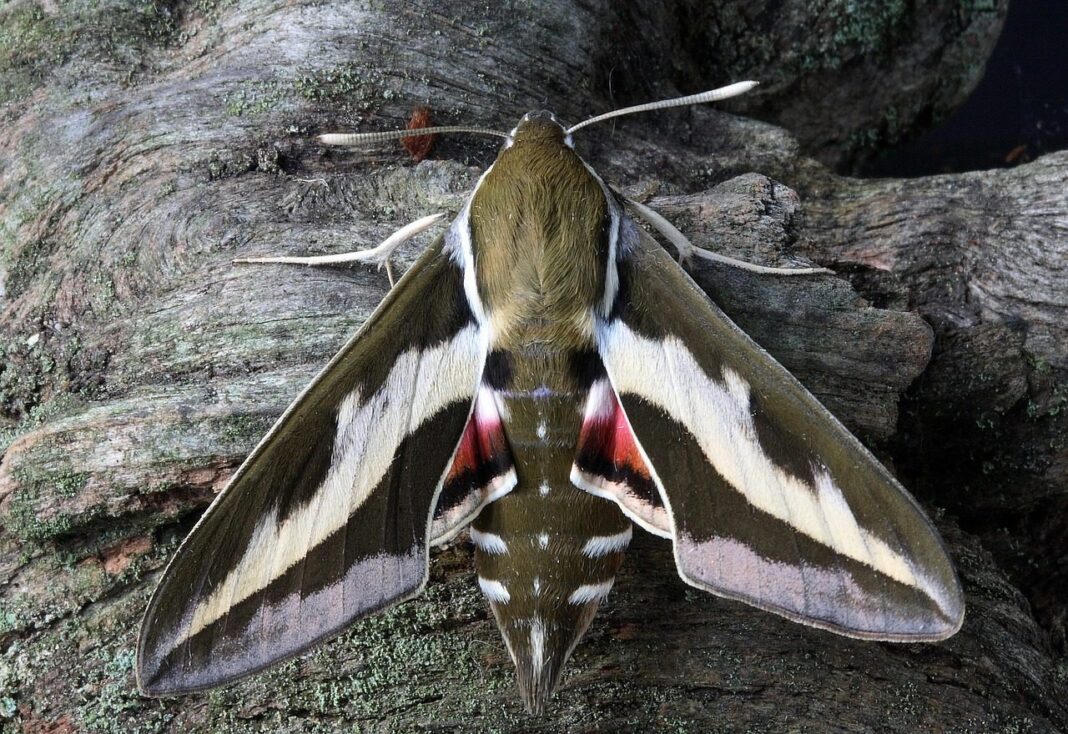 El rol clave de las polillas en la polinización y conservación ecológica nocturna