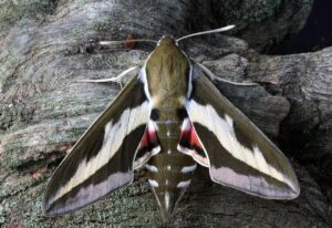 El rol clave de las polillas en la polinización y conservación ecológica nocturna