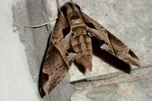 El rol clave de las polillas en la polinización y conservación ecológica nocturna