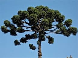 Un árbol, una historia: certamen literario del IMiBio para celebrar la biodiversidad misionera