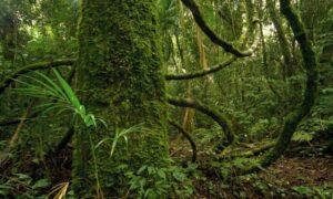 Un árbol, una historia: certamen literario del IMiBio para celebrar la biodiversidad misionera