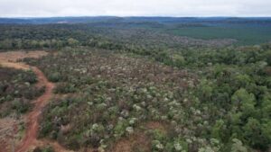 Ministerio de Ecología intervino en Caraguatay tras denuncia de comunidad Mbya por actividades en el monte