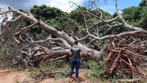 El correntão en Brasil: deforestación legal que arrasa el Cerrado y amenaza la biodiversidad