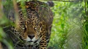 Misiones celebra el Día de las Áreas Naturales Protegidas con más de 500.000 hectáreas bajo conservación