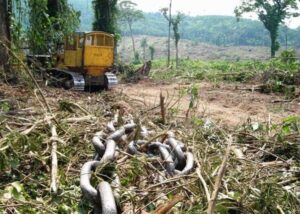 El correntão en Brasil: deforestación legal que arrasa el Cerrado y amenaza la biodiversidad